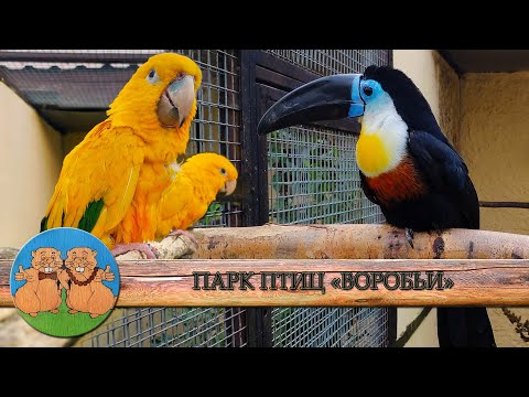 ПАРК ПТИЦ ВОРОБЬИ. Самый большой парк птиц в России. Необычное общение с животными.