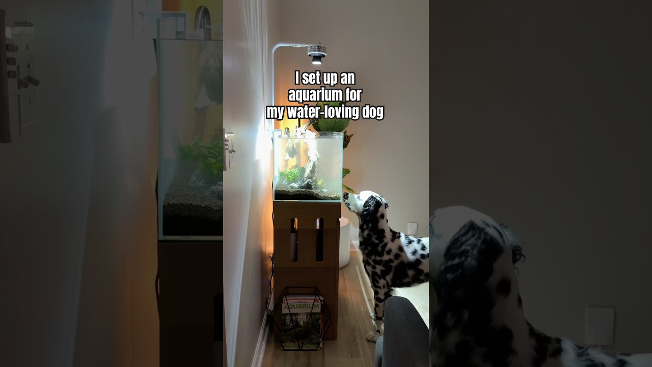 Я установил аквариум для своей собаки! 