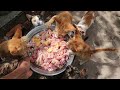 Cat Eat Raw Chicken | kitten eat chicken | Not even a single piece was left