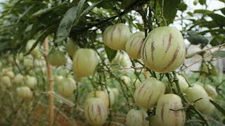 WOW! Amazing New Agriculture Technology - Pepino