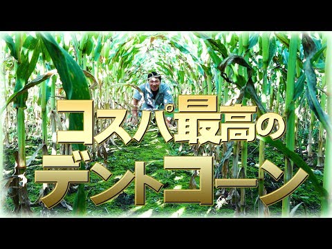 無化学肥料＋不耕起栽培＋海水でコスパ最高のデントコーン完成！デイリーネットワーク【第１０８回】