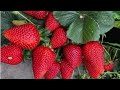 How to grow and care strawberry fruit plant in winter, स्ट्रॉबेरी के पौधे को कब और कैसे लगाएं ,