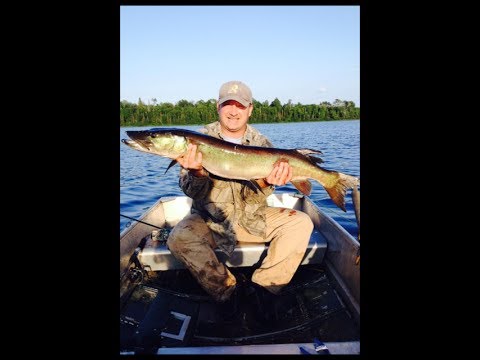 2 Musky and a Nice Walleye 27.75 caught and released