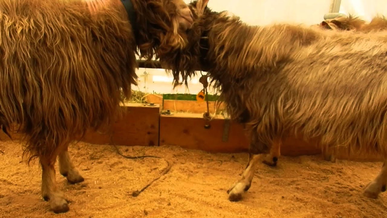 トッゲンブルク（ヤギ）の戦い