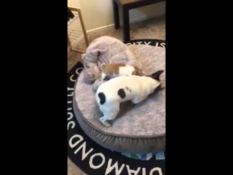 Stella and chowdy