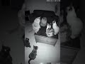 Cats Conversation