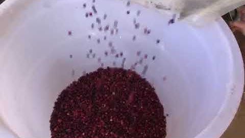 coffee cherry sorting separate green/ brady@angelon.com.cn