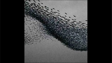 Swarm Iterations / Audiovisual