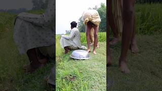 Cow standing and jumping in the pot