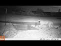 Cougar captures a fawn at a drinking station