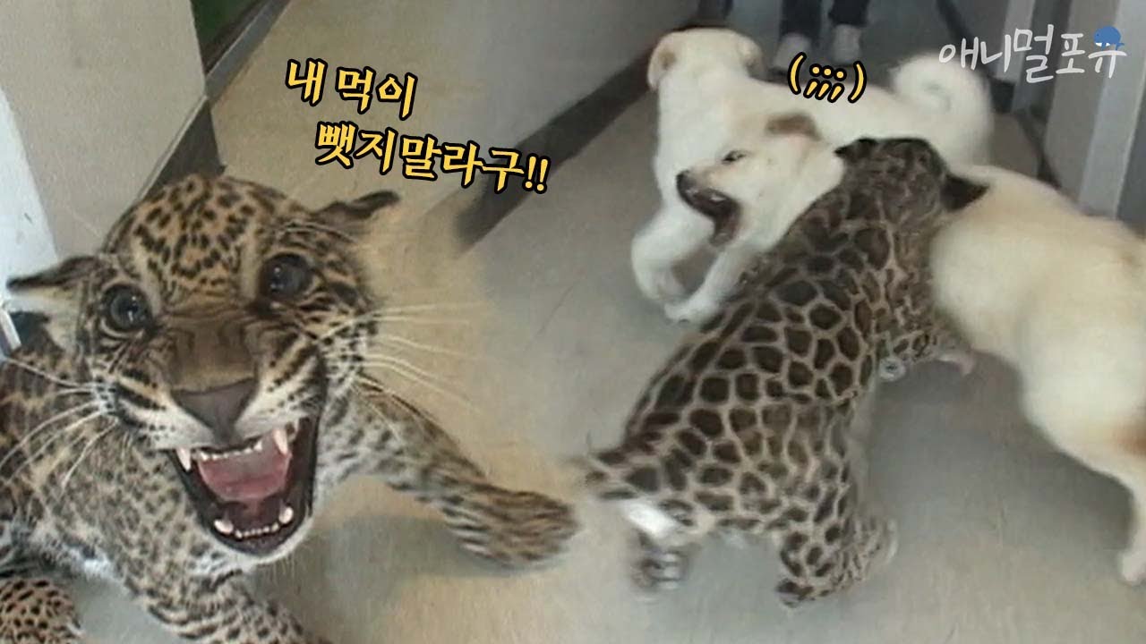 Малыш-ягуар напал на щенка №1 из-за еды! Сможете ли вы защитить гордость зверя?