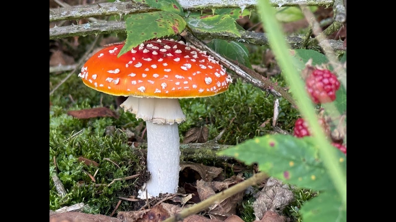 Odpoledne v lese aneb houbaření bez košíku