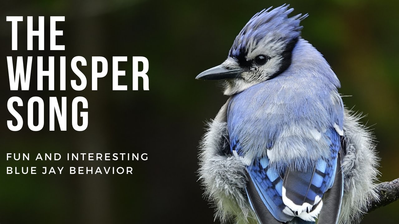 Fun And Interesting Blue Jay Behavior Whisper Song Youtube