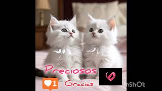 PRECIOSOS #love #animals #beautiful #cat #kitten #gatos