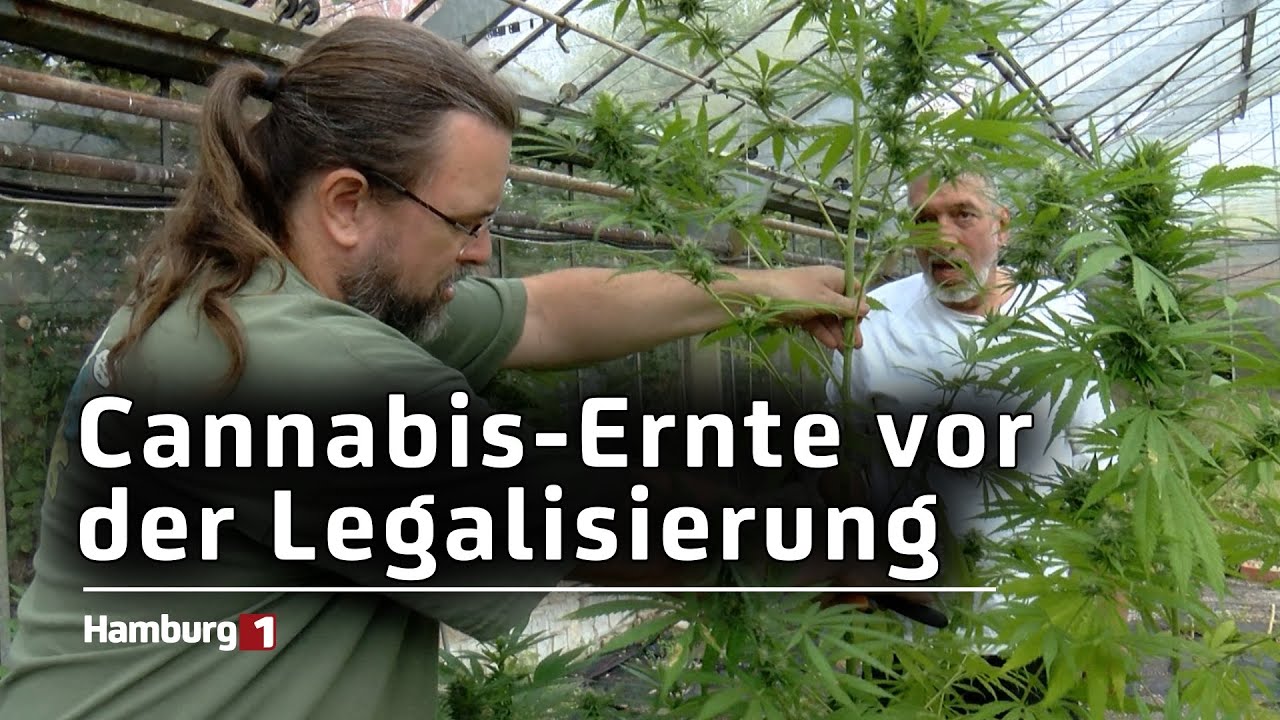 Wie die Experten Cannabis trocknen fermentieren ernten und Schädlinge aus dem Garten halten SANlight