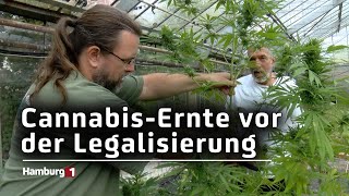 Erntefest im Cannabis-Social-Club Hamburg screenshot 4