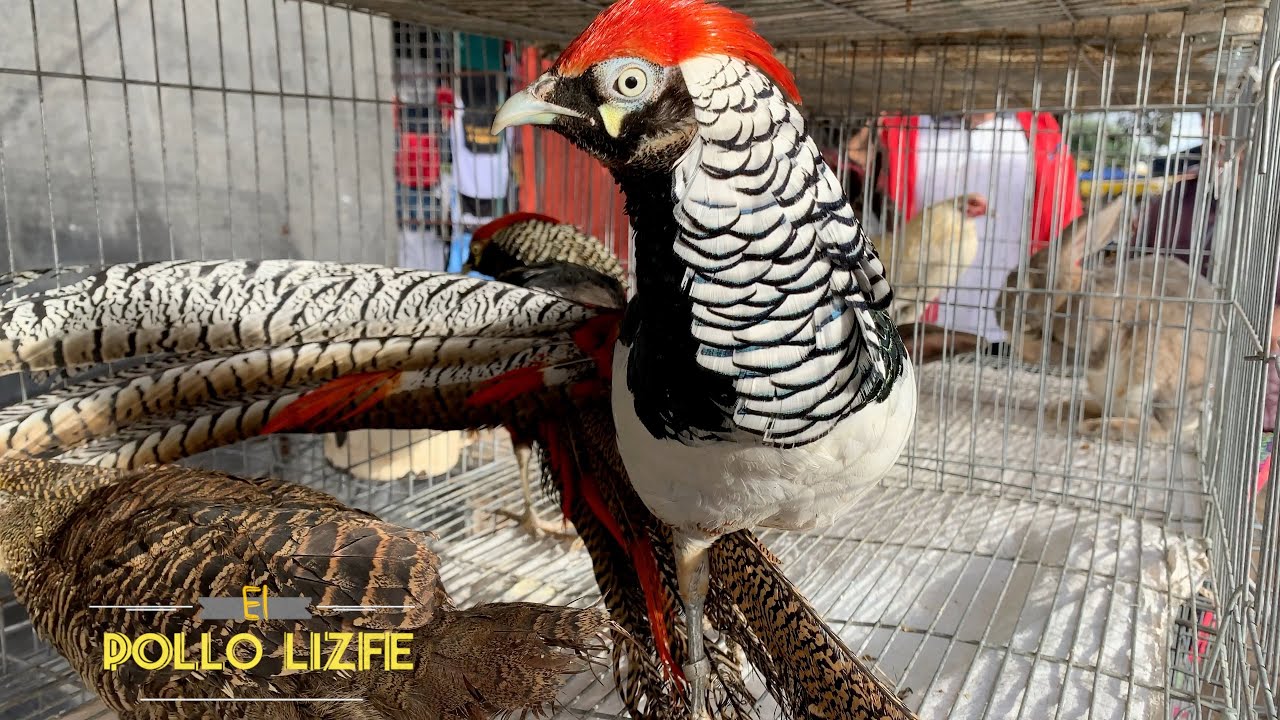 Más aves exóticas - El Pollo Lizfe