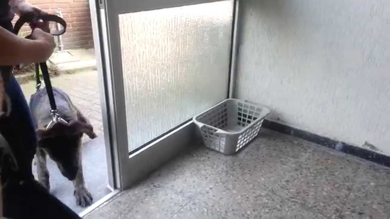 Lenni beim Treppentraining (rauf)