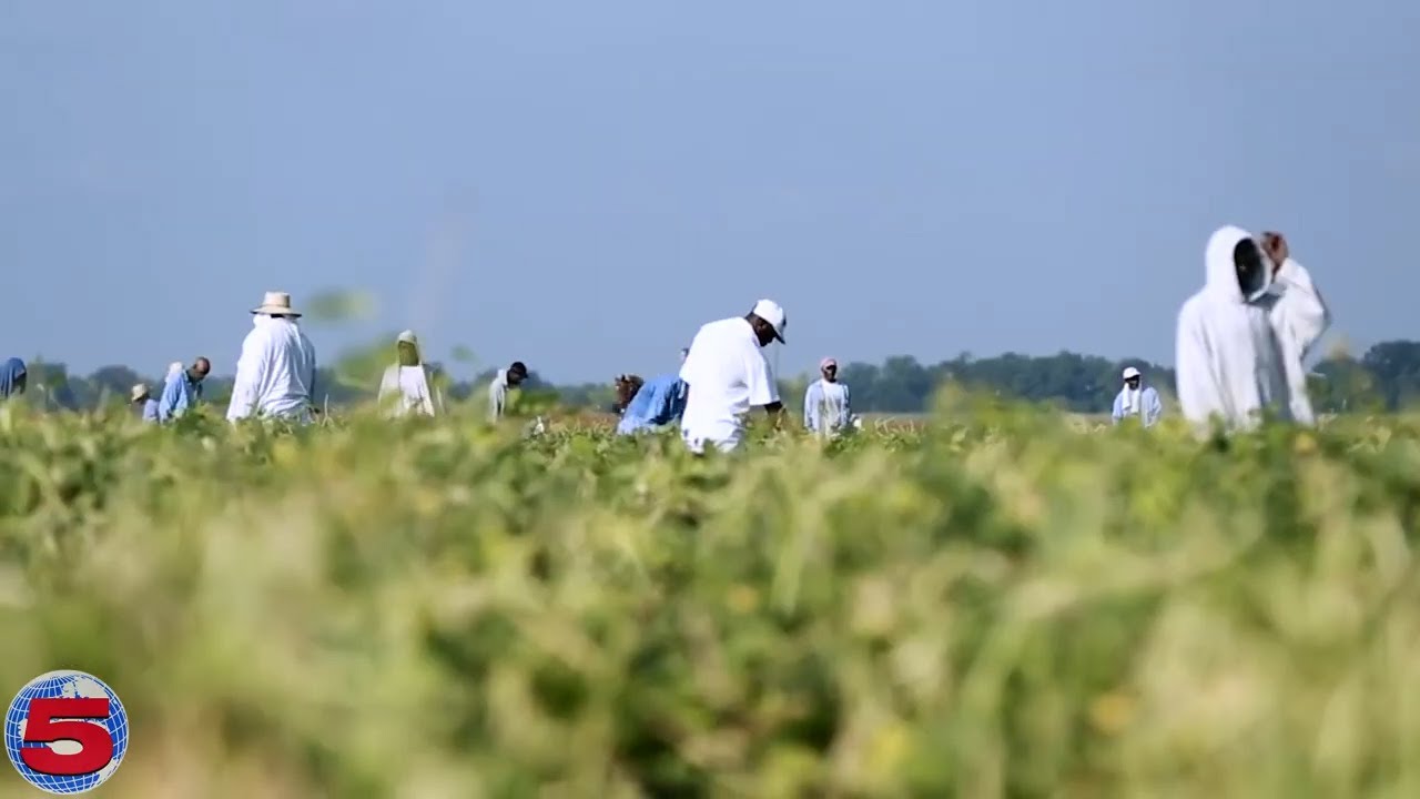 Prisons are a Business run on Slave Labor YouTube