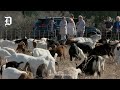 Dallas hires 300 goats to clean up White Rock Lake and yes, they’re very baaa-ssy
