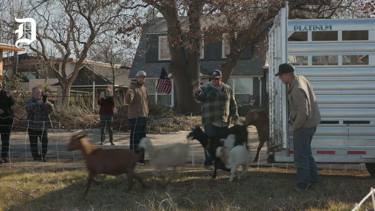 В Далласе наняли 300 коз для очистки озера Уайт-Рок, и да, они очень-очень козлые.