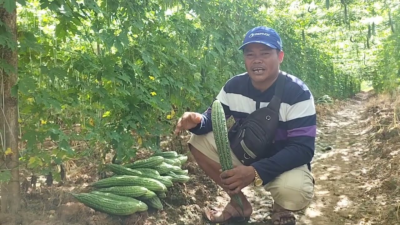 #Anong sekcreto mo sir sa pag-alaga Ng mga pananim mo napa ka Ganda naman? thank you Po ❤️ sa tanong