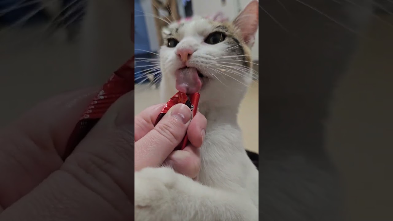 Shelter Cats Rate Catnip Delectables Squeeze Up! [REAL]