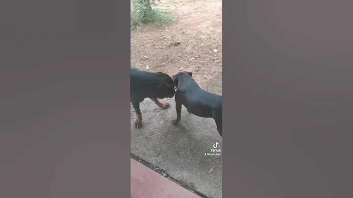 roky baba and cane baba