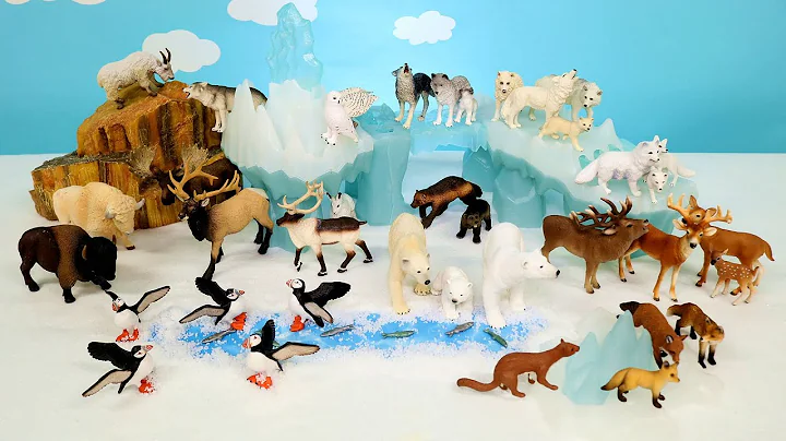 Polar Arctic and Tundra Animals! Learn Animal Names with Figurines