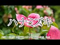 【カラオケ】ハナミズキ / 一青窈【オフボーカル メロディ有り karaoke】