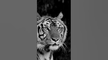 Be a Tiger: Unleash Your Inner Strength - Motivational Video  #inspiration  #inspirational #shorts