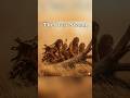 Witness Life 3.3 Million Years Ago | The Dust Storm
