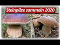 STEINPILZ WAHNSINN Teil 2 | Speisepilze sammeln im September