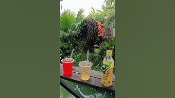 Buổi chiều ở trạng trại cá rồng Hồng Anh cùng chị em Raina-Tian Xin