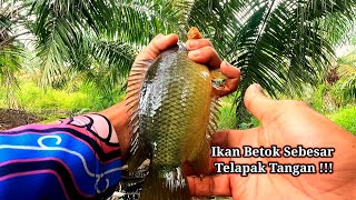 This Palm Oil Plantation Ditch Turns Out to Be a Haven for Monster Climbing Perch...!!!