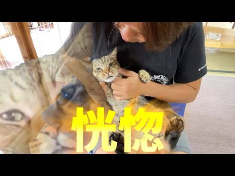 恍惚の表情を浮かべるキジトラみーちゃん