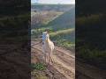 White horse 🐎 gallops down slope as out of mind / Белая лошадь 🐴 скачет по склону как не в себя +