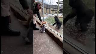 Cute Kittens Meet Baby Gorilla At The Zoo Christmas