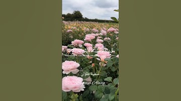 سورة آل عمران الآية (31)||قُلْ إِن كُنتُمْ تُحِبُّونَ اللَّهَ||القارئ إسلام صبحي #قرآن