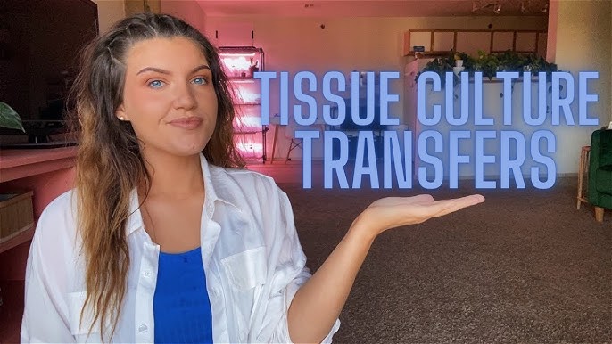 23+ Acclimating Tissue Culture Plants