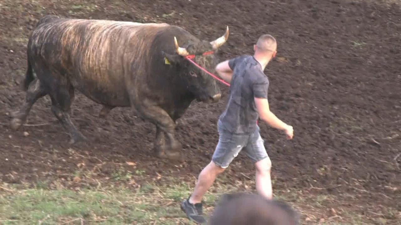 ŠIBONJA I ANOREKSIJA , ŠESTANOVAC 2023 YouTube