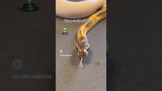 New ball python Ball python GHI Pinstripe Pied 66% het Clown.