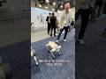 Robotic dogs in CES 2025￼