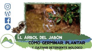 Cómo se hace el jabón natural  Te enseño a plantar y cultivar  El árbol del jabón Ecológico | LdN