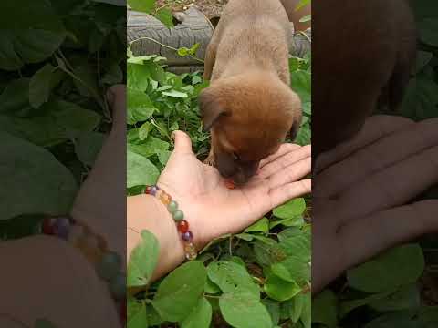 Koti Eating Phonk Music Anime Animeedit Song Sokim