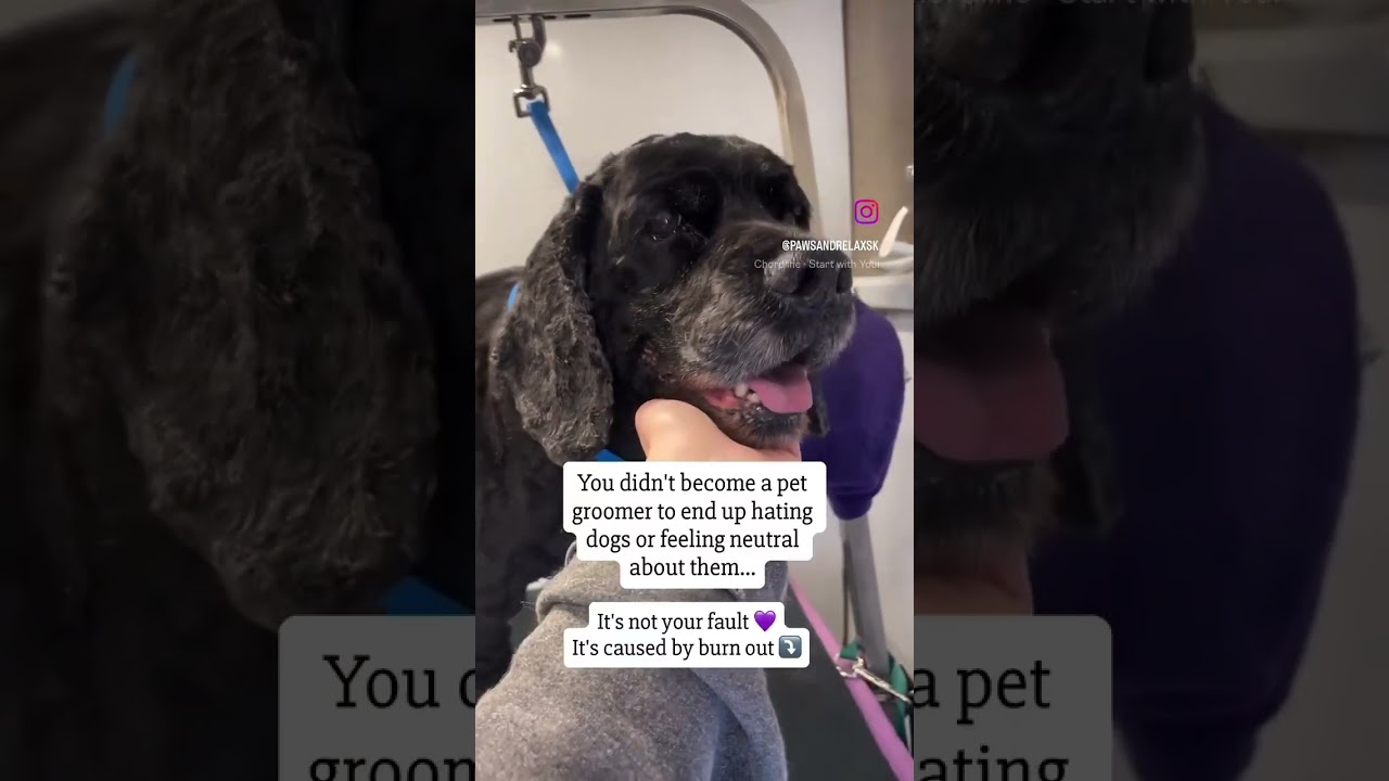 Why Pet Groomers Hate Dogs... 😔#petgrooming #petgroomerburnout #doggroomer