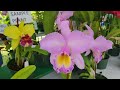 Acompañame a una exposición de Plantas Exoticas y Orquídeas... 💗