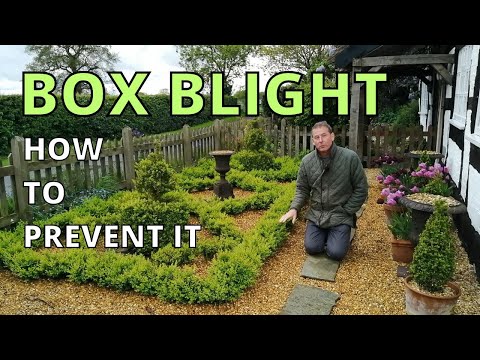 Vídeo: Volutella Blight On Boxwood - Consells per tractar Volutella Blight a Boxwoods