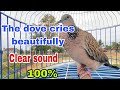 The dove cries beautifully Clear sound100%