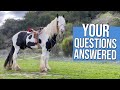 Want a draft horse? Here's what you should know.